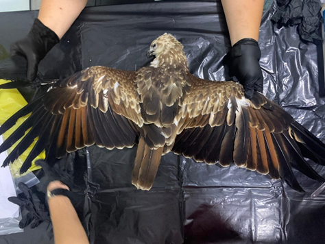 Juvie Raptor Carcass