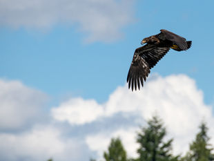 Are Your Planes Hitting Juvenile Raptors Time and Time Again?