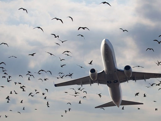 Why Reporting Bird Strikes is Not a Bad Thing