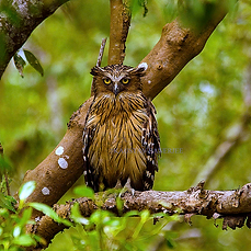 Buffy Fish Owl