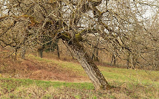 Crooked old fruit tree Leaning tree on meadow countryside.jpg