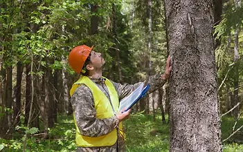 certified_arborist_performs_tree_risk_assessment-1024x683.webp