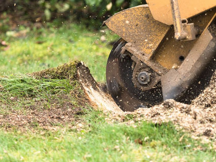 Why You Should Grind Your Stumps: Expert Arborist Advice from Louisiana Cutters Trees