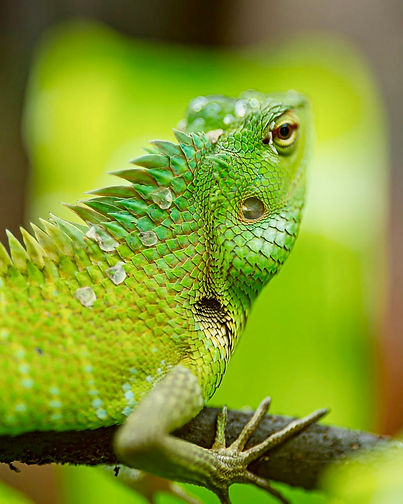 Green lizard on a branch in an enclosure at the Tinley park reptile expo.