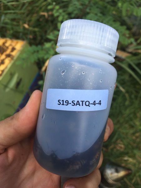 Bottle of bees to be shipped to the Bee Informed Partnership for analysis. Photo: Ana Heck