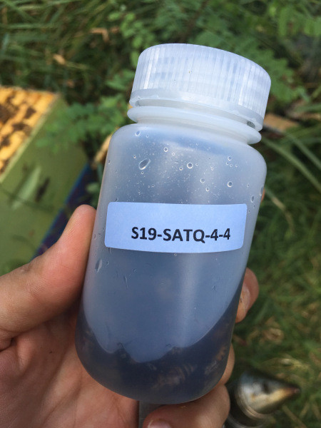 Bottle of bees to be shipped to the Bee Informed Partnership for analysis. Photo: Ana Heck
