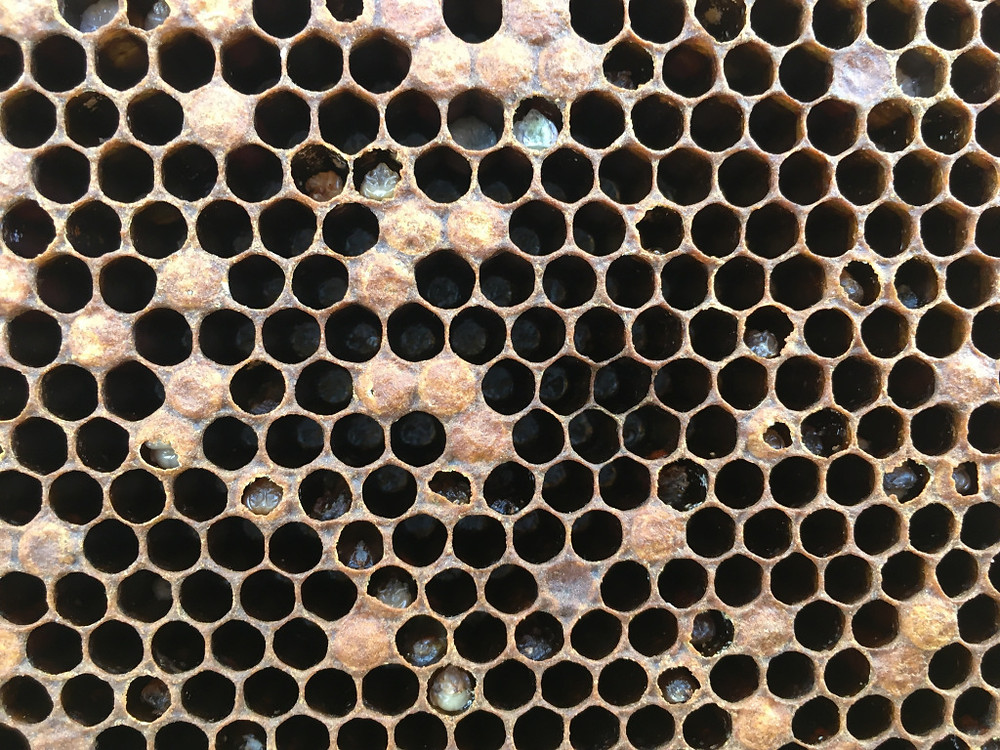 Brood showing severe signs of parasitic mite brood syndrome. Photo: Ana Heck