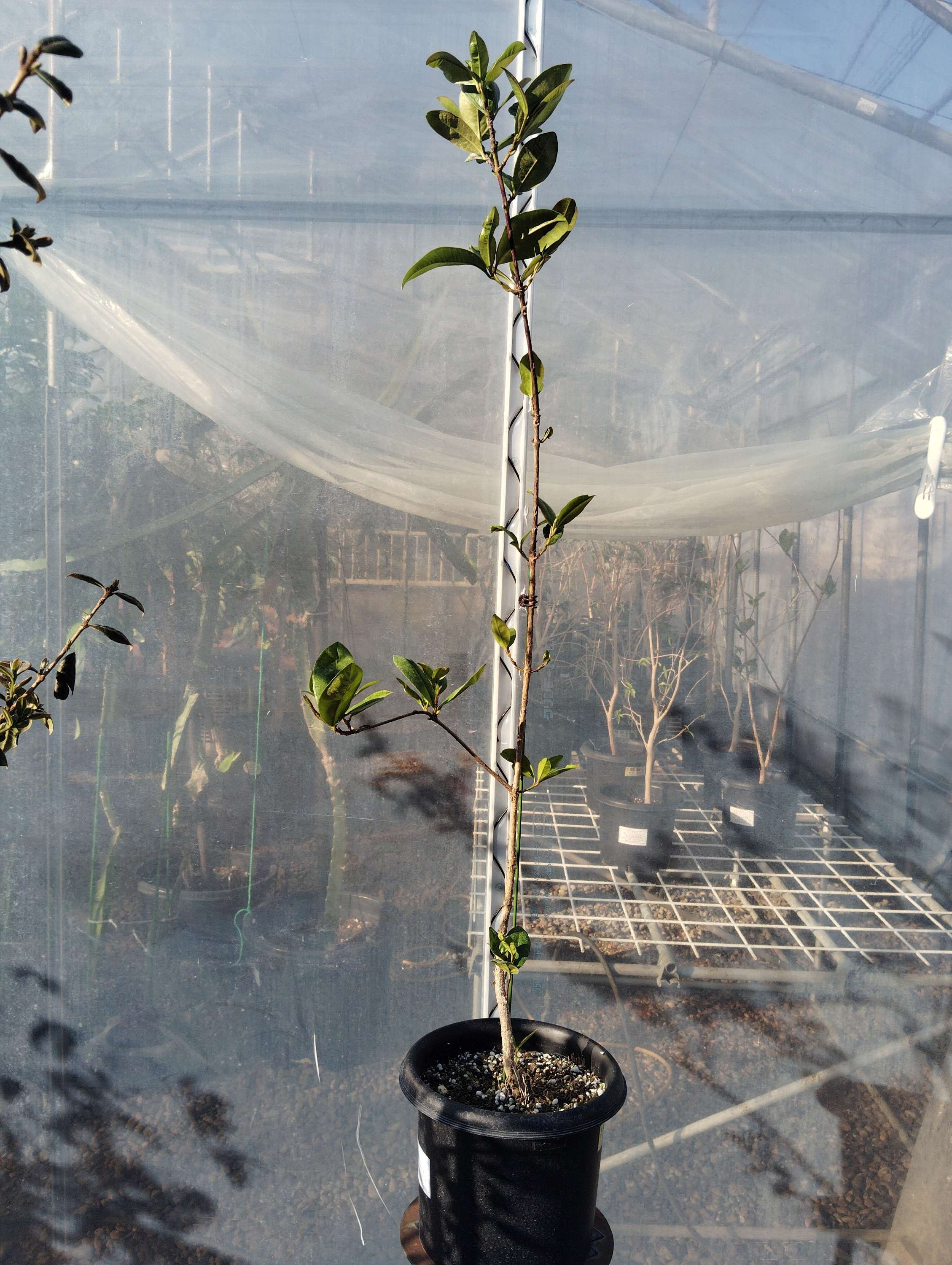 グルミチャマ(Eugenia brasiliensis)
