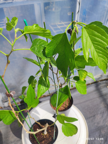 700〓超希少Salacia laevigata 熱帯果樹 実生 700〓超希少Salacia laevigata 熱帯果樹 実生 果樹