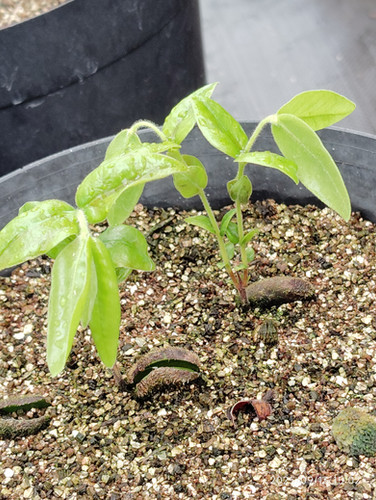 イエロージャボチカバ　苗 イエロージャボチカバ(Myrciaria glazioviana)の栽培記録。毛で