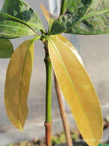 アチャチャイル(Garcinia humilis) | My Site