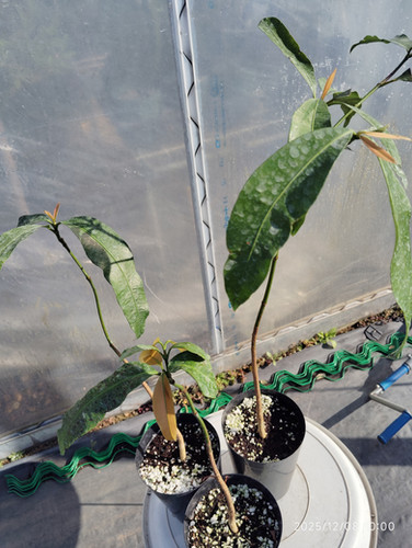 アチャチャイル。果樹。鉢ごと無料で発送致します。 アチャチャイル。果樹。鉢ごと無料で発送致します。 アチャチャイル