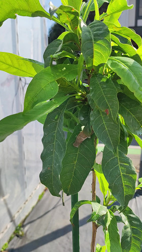 アビウ(Pouteria caimito) | My Site