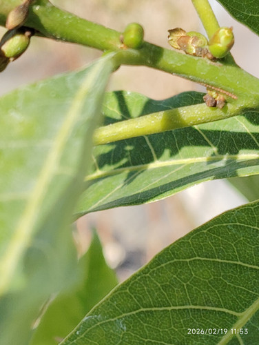 アビウ(Pouteria caimito) 黄金八佰 | My Site