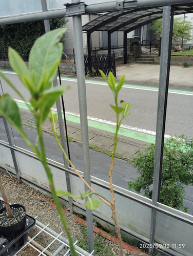 アビウ(Pouteria caimito) 黄金八佰 | My Site