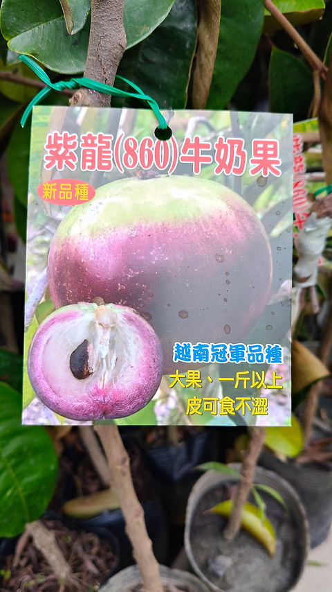 スターアップル(Chrysophyllum cainito) 紫龍860 | My Site
