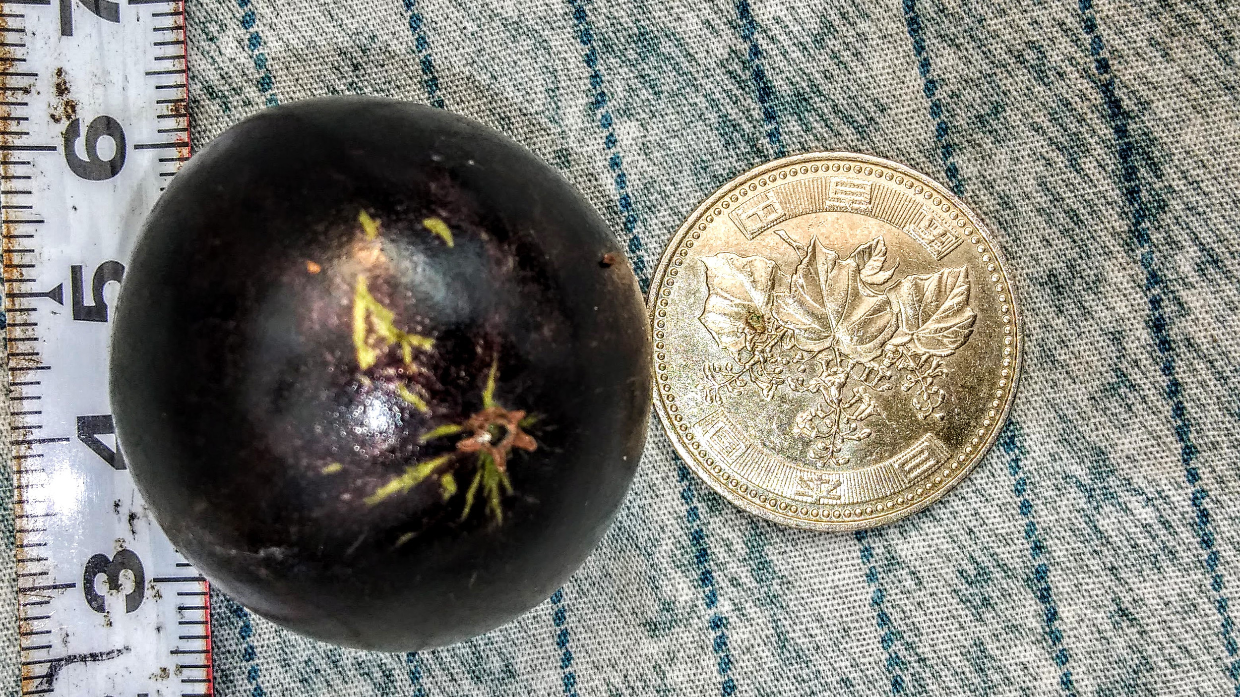 下野中央熱帯果樹 | ジャボチカバ、トロピカルフルーツの苗 | Japan