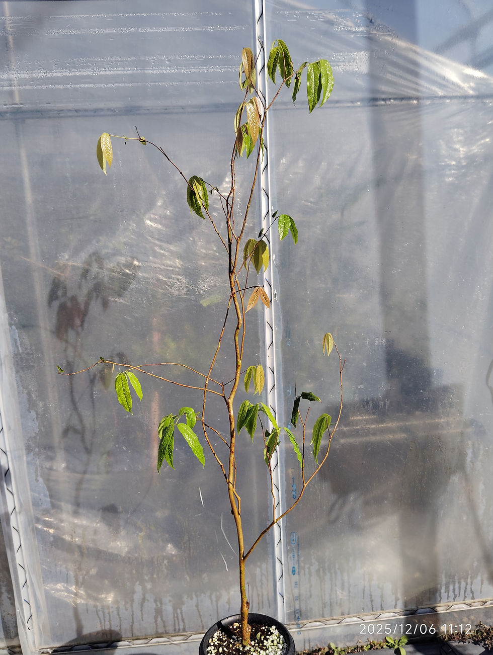 サムネイル： ジャボチカバ　ブランカ(Myrciaria aureana)251103