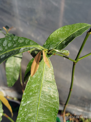 アチャチャイル。果樹。鉢ごと無料で発送致します。 アチャチャイル。果樹。鉢ごと無料で発送致します。 アチャチャイル