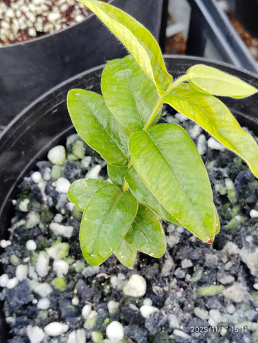 イエロージャボチカバ(Myrciaria glazioviana) | My Site