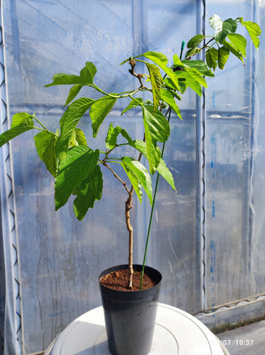 700〓超希少Salacia laevigata 熱帯果樹 実生 700〓超希少Salacia laevigata 熱帯果樹 実生 果樹