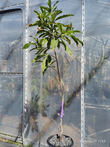 アビウ(Pouteria caimito) 黄金八佰 | My Site