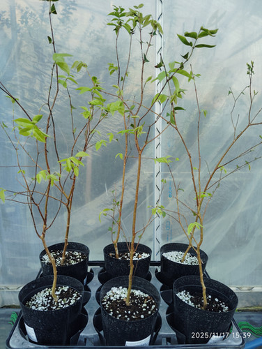ジャボチカバ エスカレートorレッド(Myrciaria sp.) | My Site