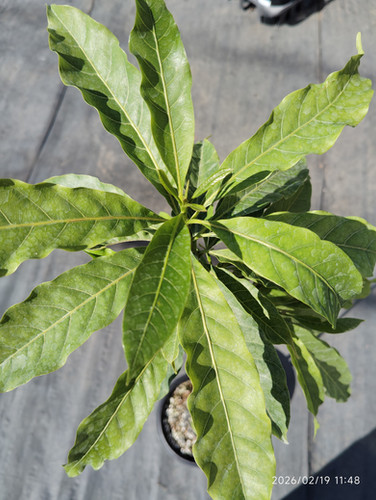 アビウ(Pouteria caimito) 黄金八佰 | My Site