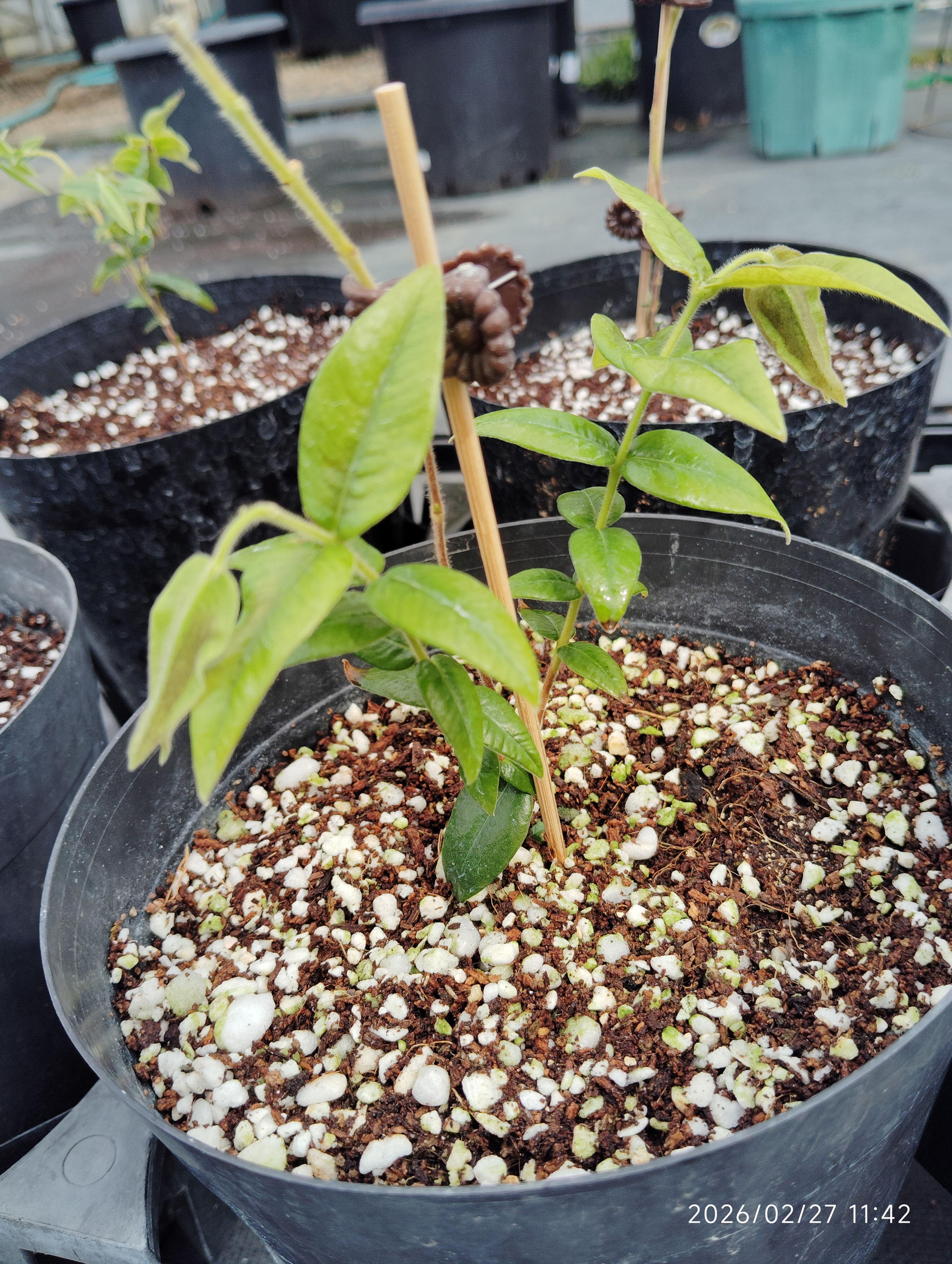 イエロージャボチカバ(Myrciaria glazioviana)