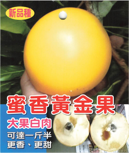 アビウ(Pouteria caimito) 蜜香黄金果 | My Site