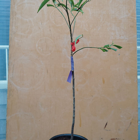 アビウ(Pouteria caimito) | My Site