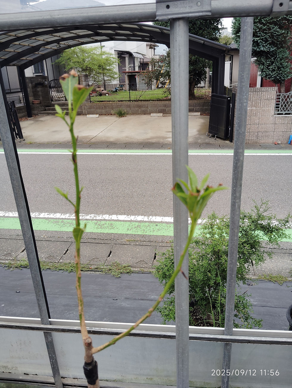 447〓希少モウリリ エリプチカ Mouriri elliptica 熱帯果樹 447〓希少モウリリ エリプチカ Mouriri elliptica 熱帯果樹