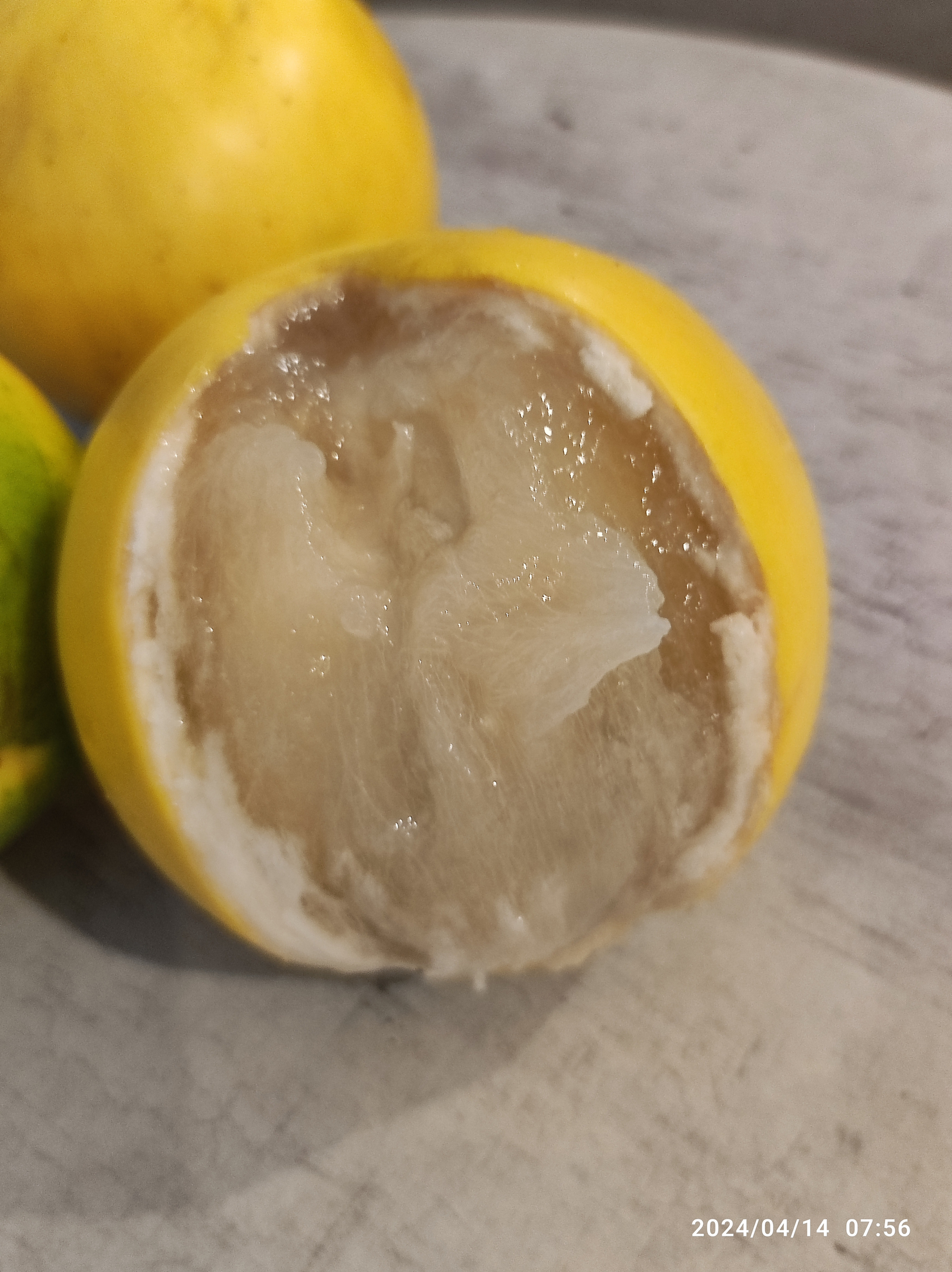 るいぼすてぃ様【熱帯果樹】アビウ 冬蜜・九大（Pouteria caimito） アビウ(Pouteria caimito) | My Site