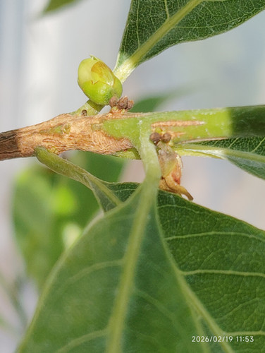 アビウ(Pouteria caimito) 黄金八佰 | My Site