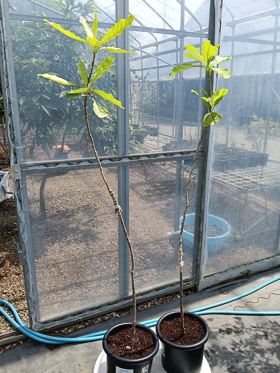 アビウ(Pouteria caimito) 煌蜜黄金果 | My Site