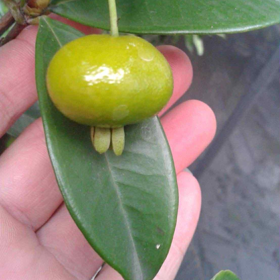 グルミチャマ(Eugenia brasiliensis) | My Site