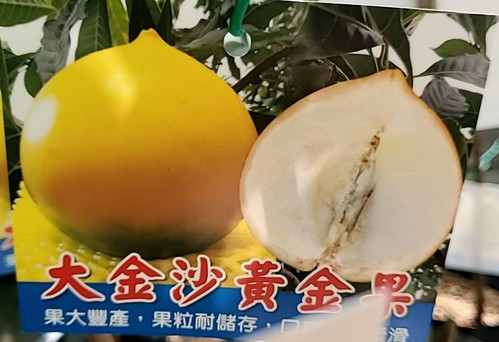 アビウ(Pouteria caimito) 大金沙黄金果 | My Site