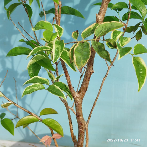 フトモモ科(Myrtaceae) | My Site