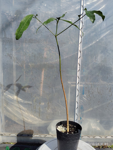 アチャチャイル(Garcinia humilis) | My Site