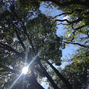 Plante Sombra: Sua Calçada Pode Mudar o Clima