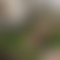 Ribeirão Preto 30% verde até 2030.