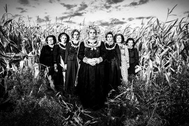 Χωράφι με καλαμπόκια, Νέα Βύσσα, Έβρος, Θράκη.