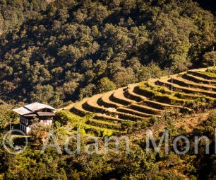 Rivers and Rice fields of Bhutan