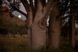 Kimberley Photographic Tour 2011