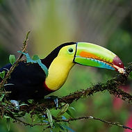 Tucan