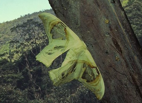 SE ASIAN MOTHS DREPANIDAE (HOOKTIP MOTHS, FALSE OWLET MOTHS)