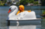 Duck & Swan Pedal Boat 3.JPG
