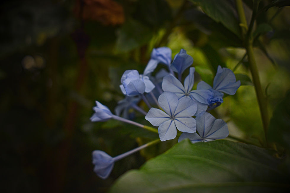 DSC_0724-Edit.jpg