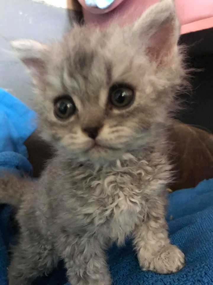 Selkirk Rex | LARRALECIA