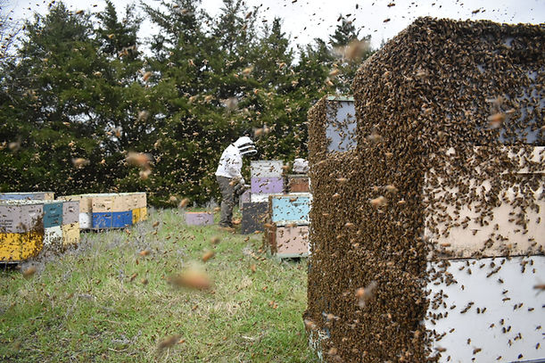Beekeeper in bee swarm